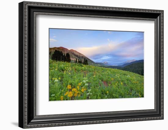 USA, Colorado, Crested Butte. Landscape of wildflowers and mountains.-Dennis Flaherty-Framed Photographic Print