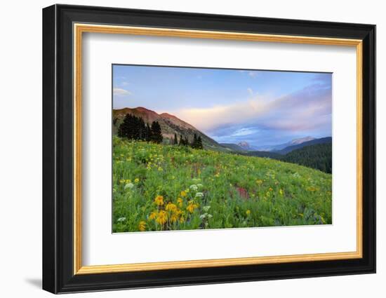 USA, Colorado, Crested Butte. Landscape of wildflowers and mountains.-Dennis Flaherty-Framed Photographic Print