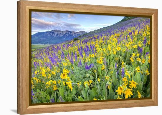 USA, Colorado, Crested Butte. Landscape of wildflowers on hillside.-Dennis Flaherty-Framed Premier Image Canvas