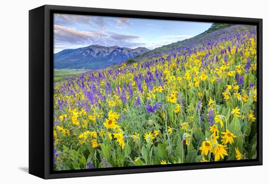 USA, Colorado, Crested Butte. Landscape of wildflowers on hillside.-Dennis Flaherty-Framed Premier Image Canvas