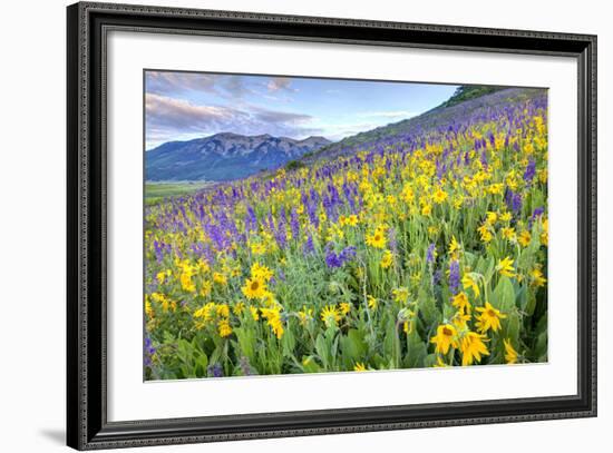 USA, Colorado, Crested Butte. Landscape of wildflowers on hillside.-Dennis Flaherty-Framed Photographic Print