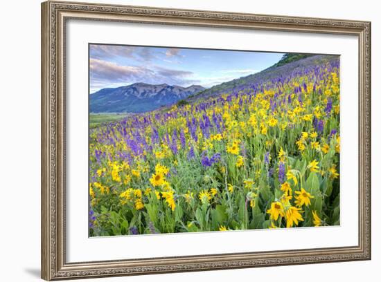 USA, Colorado, Crested Butte. Landscape of wildflowers on hillside.-Dennis Flaherty-Framed Photographic Print