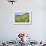 USA, Colorado, Crested Butte. Landscape of wildflowers on hillside.-Dennis Flaherty-Framed Photographic Print displayed on a wall