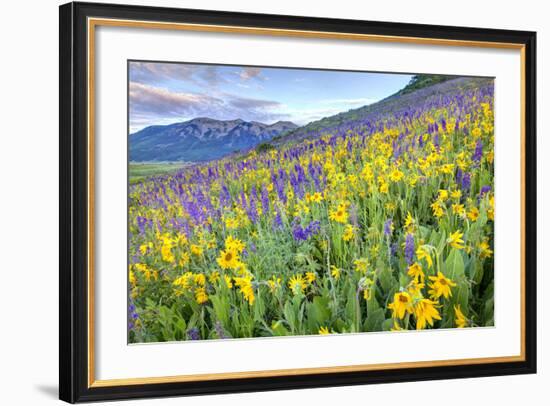 USA, Colorado, Crested Butte. Landscape of wildflowers on hillside.-Dennis Flaherty-Framed Photographic Print