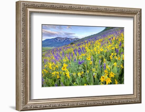 USA, Colorado, Crested Butte. Landscape of wildflowers on hillside.-Dennis Flaherty-Framed Photographic Print