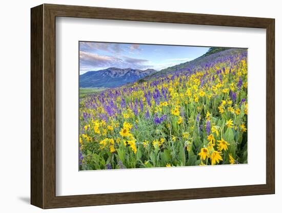 USA, Colorado, Crested Butte. Landscape of wildflowers on hillside.-Dennis Flaherty-Framed Photographic Print