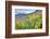 USA, Colorado, Crested Butte. Landscape of wildflowers on hillside.-Dennis Flaherty-Framed Photographic Print