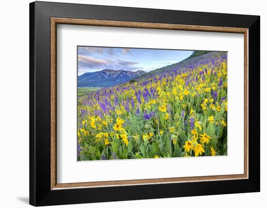 USA, Colorado, Crested Butte. Landscape of wildflowers on hillside.-Dennis Flaherty-Framed Photographic Print