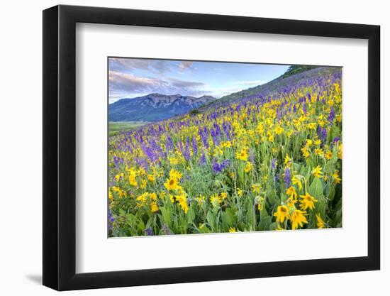 USA, Colorado, Crested Butte. Landscape of wildflowers on hillside.-Dennis Flaherty-Framed Photographic Print