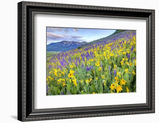 USA, Colorado, Crested Butte. Landscape of wildflowers on hillside.-Dennis Flaherty-Framed Photographic Print