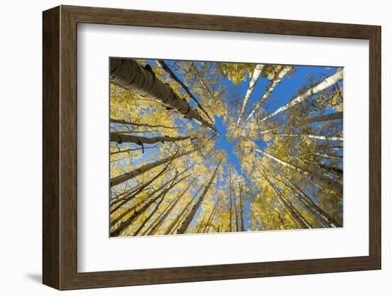 USA, Colorado, Crested Butte. Looking up at the Aspen trees-Hollice Looney-Framed Photographic Print