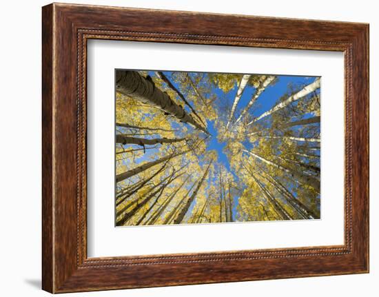 USA, Colorado, Crested Butte. Looking up at the Aspen trees-Hollice Looney-Framed Photographic Print