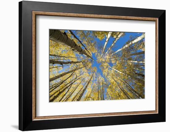 USA, Colorado, Crested Butte. Looking up at the Aspen trees-Hollice Looney-Framed Photographic Print