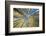 USA, Colorado, Crested Butte. Looking up at the Aspen trees-Hollice Looney-Framed Photographic Print