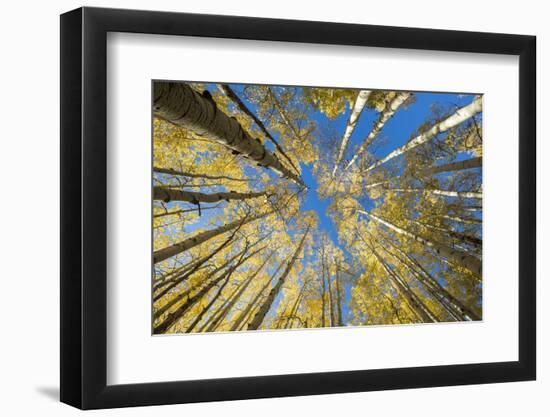 USA, Colorado, Crested Butte. Looking up at the Aspen trees-Hollice Looney-Framed Photographic Print