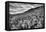 USA, Colorado, Crested Butte. Wildflowers Cover Hillside-Dennis Flaherty-Framed Premier Image Canvas
