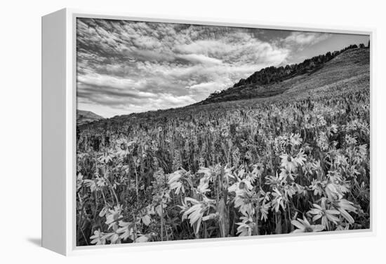 USA, Colorado, Crested Butte. Wildflowers Cover Hillside-Dennis Flaherty-Framed Premier Image Canvas