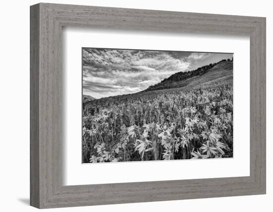 USA, Colorado, Crested Butte. Wildflowers Cover Hillside-Dennis Flaherty-Framed Photographic Print