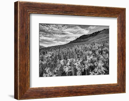 USA, Colorado, Crested Butte. Wildflowers Cover Hillside-Dennis Flaherty-Framed Photographic Print