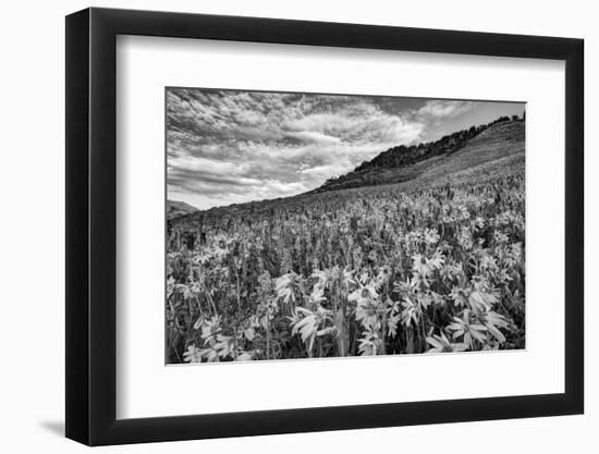 USA, Colorado, Crested Butte. Wildflowers Cover Hillside-Dennis Flaherty-Framed Photographic Print