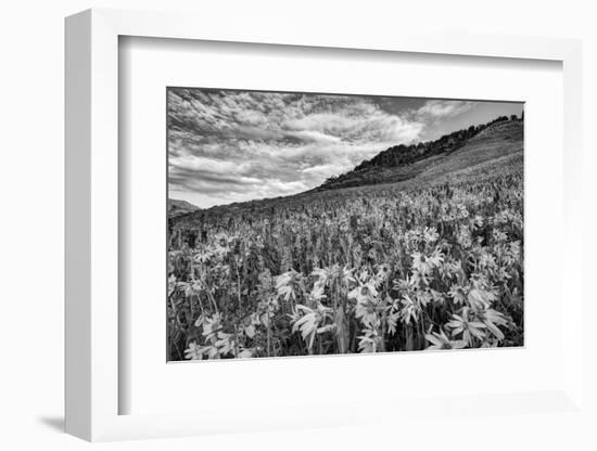 USA, Colorado, Crested Butte. Wildflowers Cover Hillside-Dennis Flaherty-Framed Photographic Print