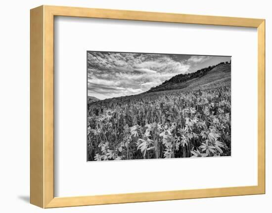 USA, Colorado, Crested Butte. Wildflowers Cover Hillside-Dennis Flaherty-Framed Photographic Print