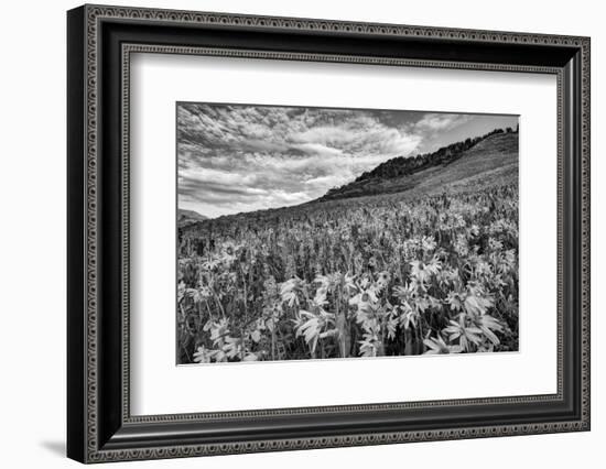 USA, Colorado, Crested Butte. Wildflowers Cover Hillside-Dennis Flaherty-Framed Photographic Print