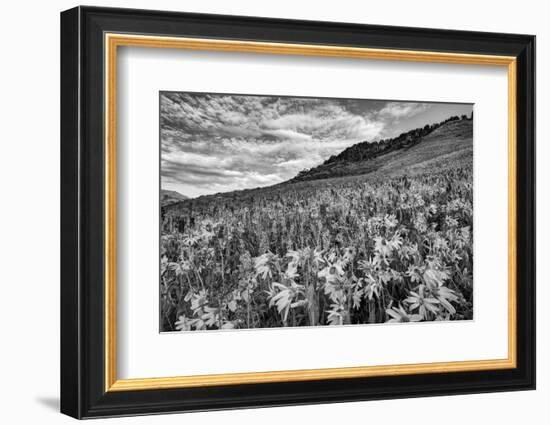 USA, Colorado, Crested Butte. Wildflowers Cover Hillside-Dennis Flaherty-Framed Photographic Print