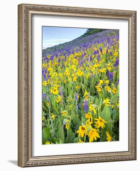 USA, Colorado, Crested Butte. Wildflowers covering hillside.-Jaynes Gallery-Framed Photographic Print