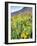 USA, Colorado, Crested Butte. Wildflowers covering hillside.-Jaynes Gallery-Framed Photographic Print