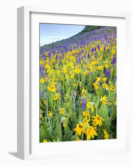 USA, Colorado, Crested Butte. Wildflowers covering hillside.-Jaynes Gallery-Framed Photographic Print