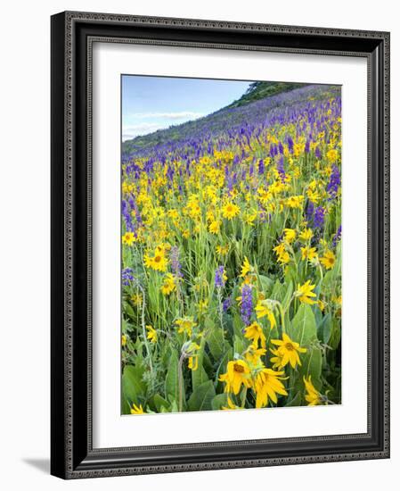 USA, Colorado, Crested Butte. Wildflowers covering hillside.-Jaynes Gallery-Framed Photographic Print