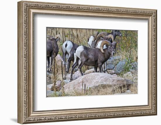 USA, Colorado, Drake, Grazing Group of Bighorn Sheep Rams-Bernard Friel-Framed Photographic Print