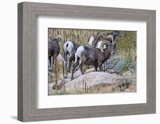 USA, Colorado, Drake, Grazing Group of Bighorn Sheep Rams-Bernard Friel-Framed Photographic Print