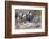 USA, Colorado, Drake, Grazing Group of Bighorn Sheep Rams-Bernard Friel-Framed Photographic Print