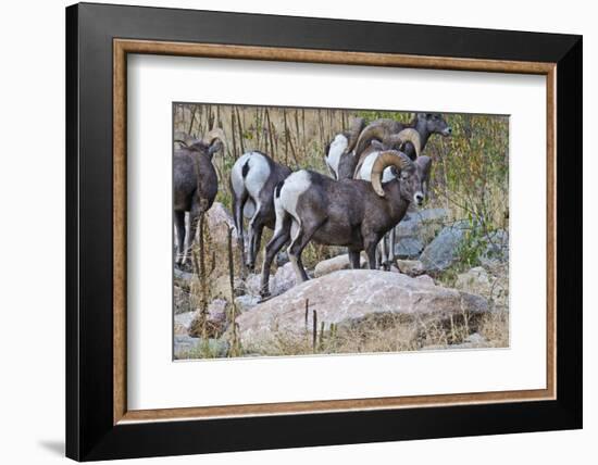 USA, Colorado, Drake, Grazing Group of Bighorn Sheep Rams-Bernard Friel-Framed Photographic Print