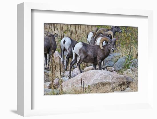 USA, Colorado, Drake, Grazing Group of Bighorn Sheep Rams-Bernard Friel-Framed Photographic Print