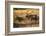 USA, Colorado, Estes Park, Rocky Mountain National Park Bull Elk Bugling-Bernard Friel-Framed Photographic Print