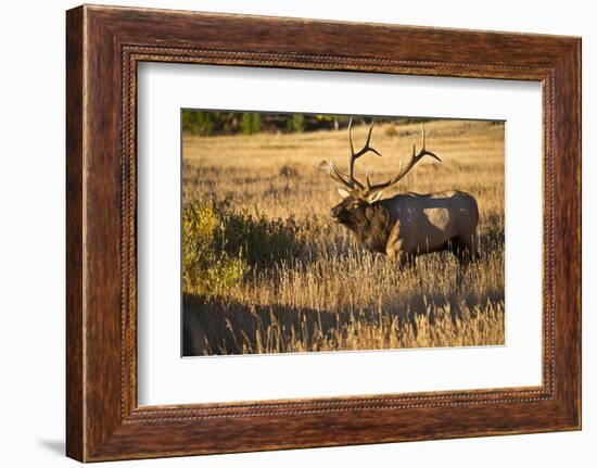 USA, Colorado, Estes Park, Rocky Mountain National Park Bull Elk Bugling-Bernard Friel-Framed Photographic Print