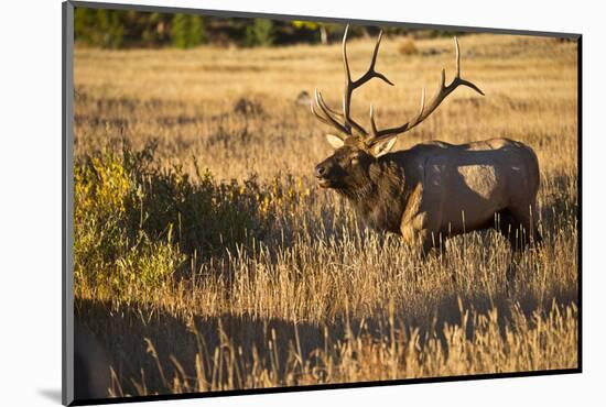 USA, Colorado, Estes Park, Rocky Mountain National Park Bull Elk Bugling-Bernard Friel-Mounted Photographic Print