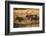 USA, Colorado, Estes Park, Rocky Mountain National Park Bull Elk Bugling-Bernard Friel-Framed Photographic Print