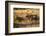 USA, Colorado, Estes Park, Rocky Mountain National Park Bull Elk Bugling-Bernard Friel-Framed Photographic Print