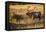USA, Colorado, Estes Park, Rocky Mountain National Park Bull Elk Bugling-Bernard Friel-Framed Premier Image Canvas