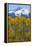 USA, Colorado. Fall Aspens and Mountain-Jaynes Gallery-Framed Premier Image Canvas