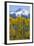 USA, Colorado. Fall Aspens and Mountain-Jaynes Gallery-Framed Photographic Print