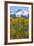 USA, Colorado. Fall Aspens and Mountain-Jaynes Gallery-Framed Photographic Print