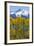 USA, Colorado. Fall Aspens and Mountain-Jaynes Gallery-Framed Photographic Print