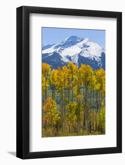 USA, Colorado. Fall Aspens and Mountain-Jaynes Gallery-Framed Photographic Print