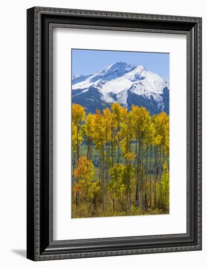 USA, Colorado. Fall Aspens and Mountain-Jaynes Gallery-Framed Photographic Print