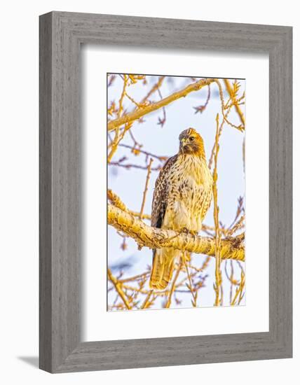 USA, Colorado, Fort Collins. Red-tailed hawk close-up.-Jaynes Gallery-Framed Photographic Print